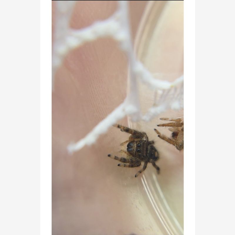 Lucky- female Juvenile audax 