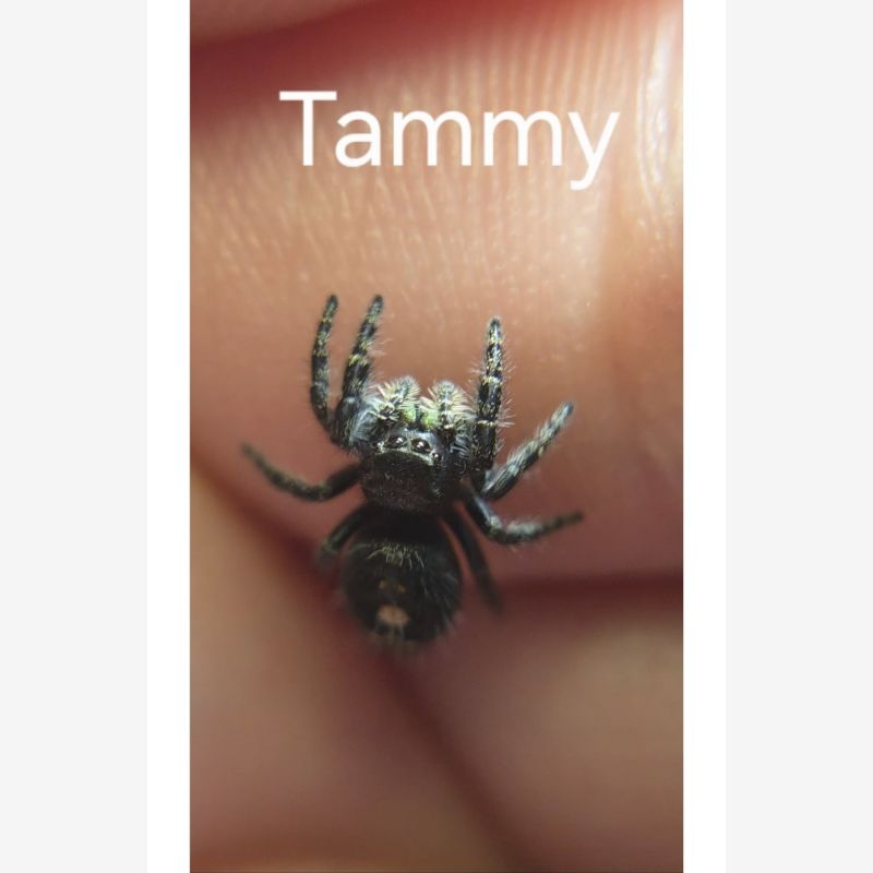 Tammy- female Juvenile 