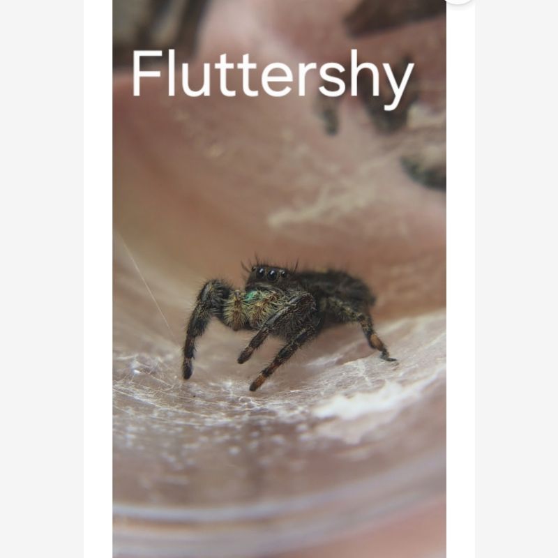 Fluttershy- Female sub adult audax