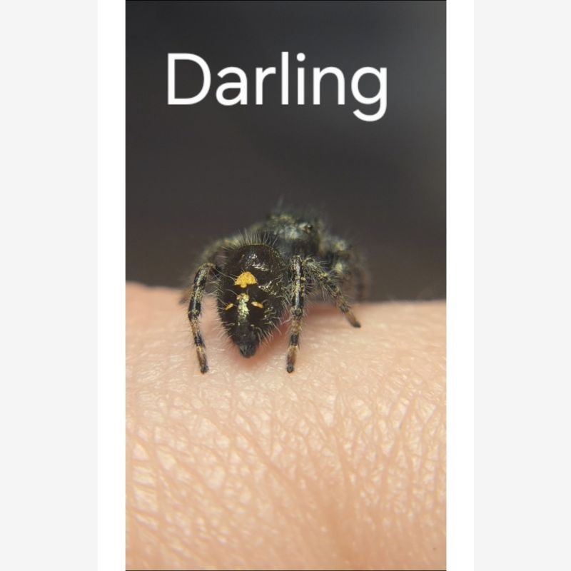Darling- Female Sub adult audax