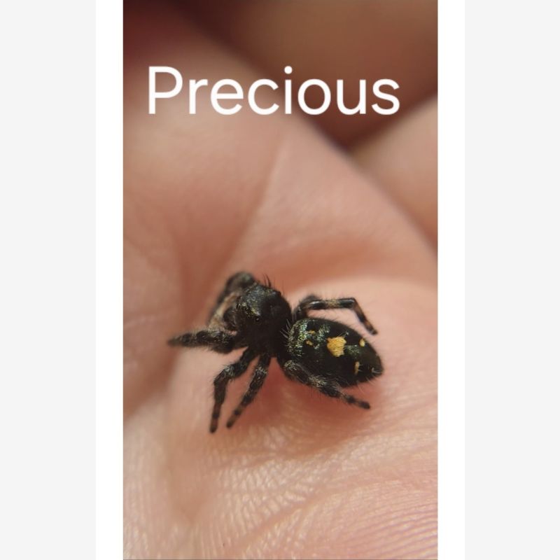 Precious- Female Sub adult audax