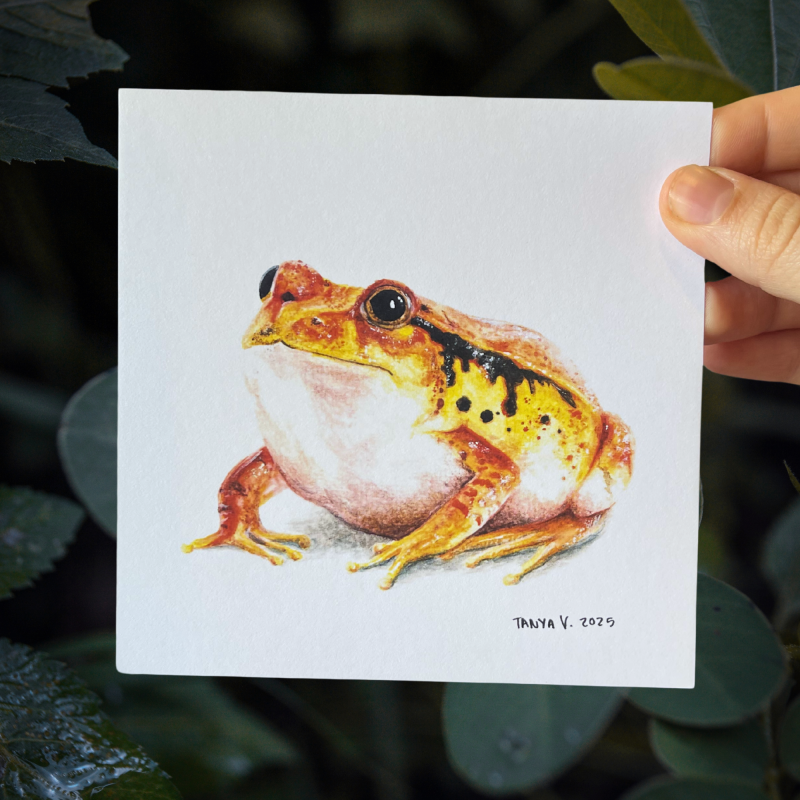 Tomato Frog Print