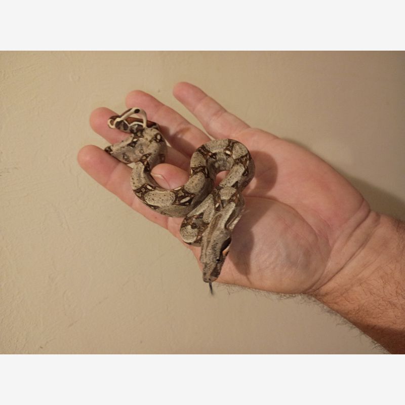 FEMALE COLOMBIAN RED TAILED BOA