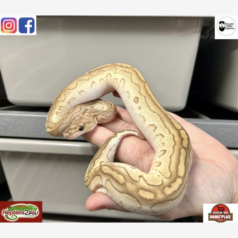Lesser Clown Het Genetic Stripe