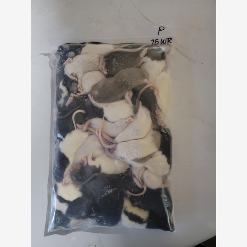 Weaned Rats
