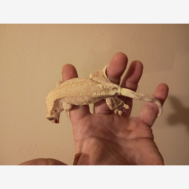ADULT FEMALE FRAPPUCCINO CRESTED GECKO