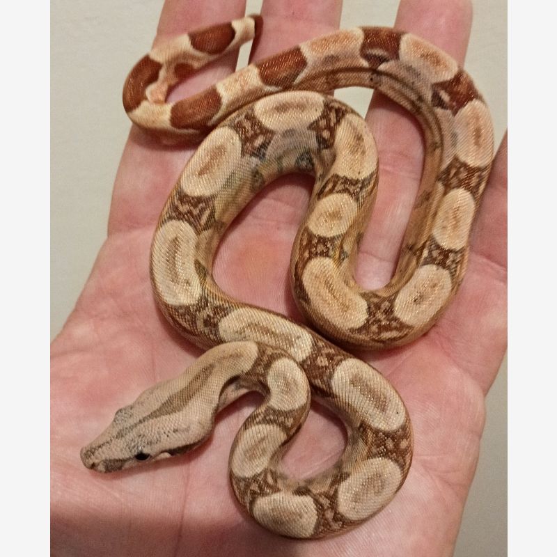 MALE HYPO MOTLEY RED TAIL BOA