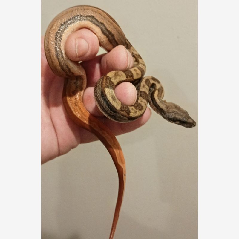 FEMALE IMG  HYPO MOTLEY JUNGLE 