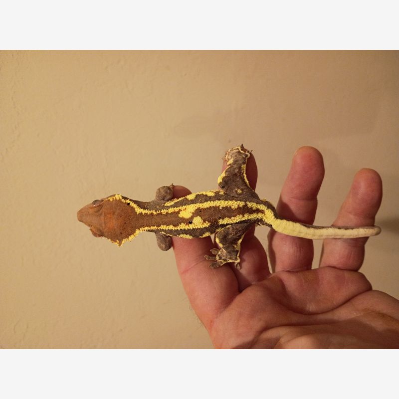ADULT MALE FRAPPUCCINO CRESTED GECKO WITH A SLIGHT TAIL IMPERFECTION