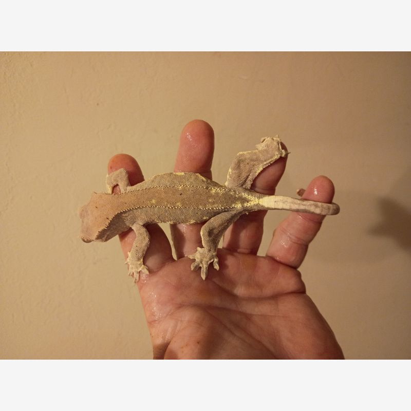 ADULT FEMALE FRAPPUCCINO CRESTED GECKO