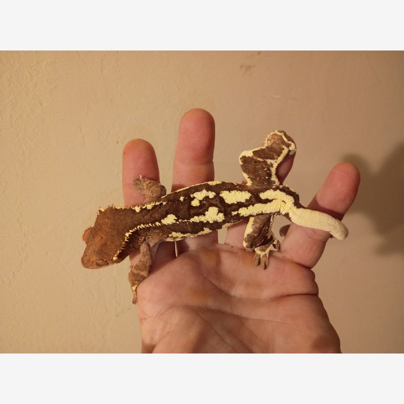 ADULT MALE FRAPPUCCINO CRESTED GECKO WITH SLIGHT TAIL AND PERFECTION