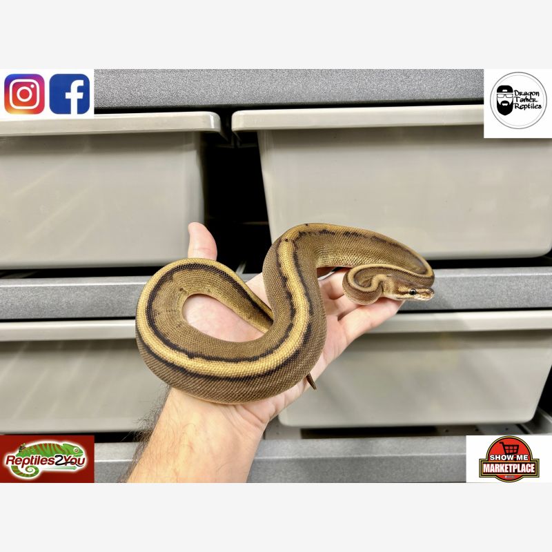 Genetic Stripe Het Clown poss Redstripe 