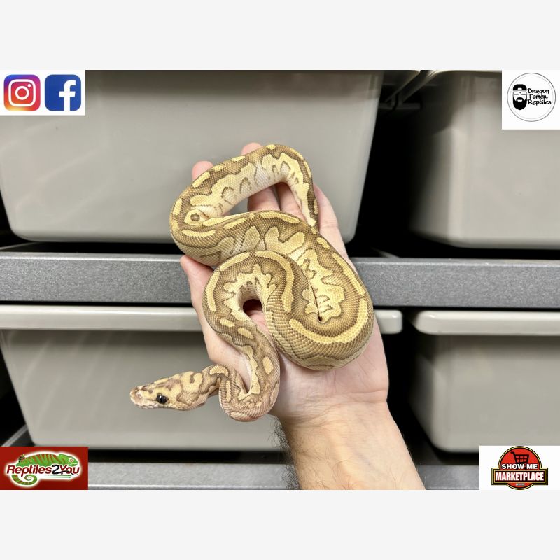 Lesser Clown Het Genetic Stripe
