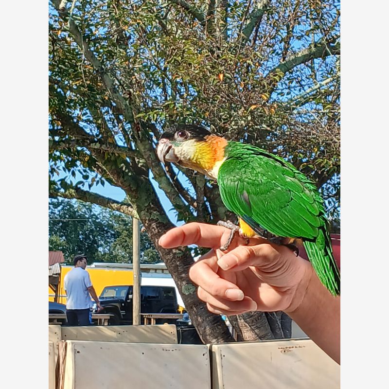 Black headed caique 