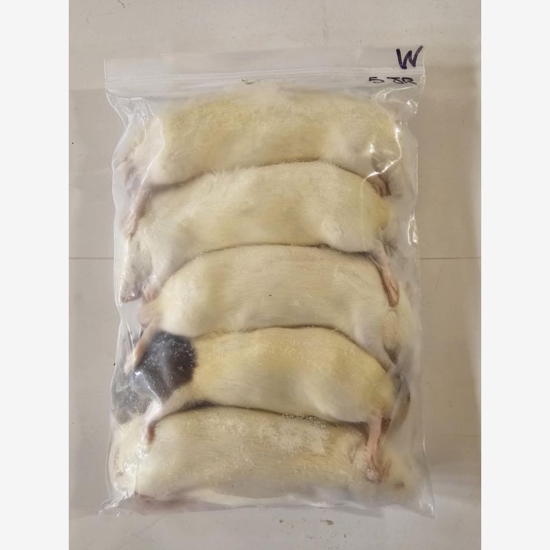 Medium rats