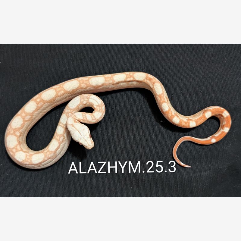 Aztec Sunglow Male 