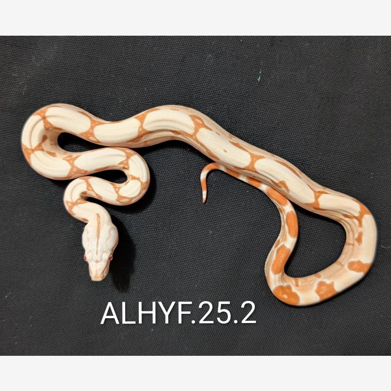 Sunglow Female