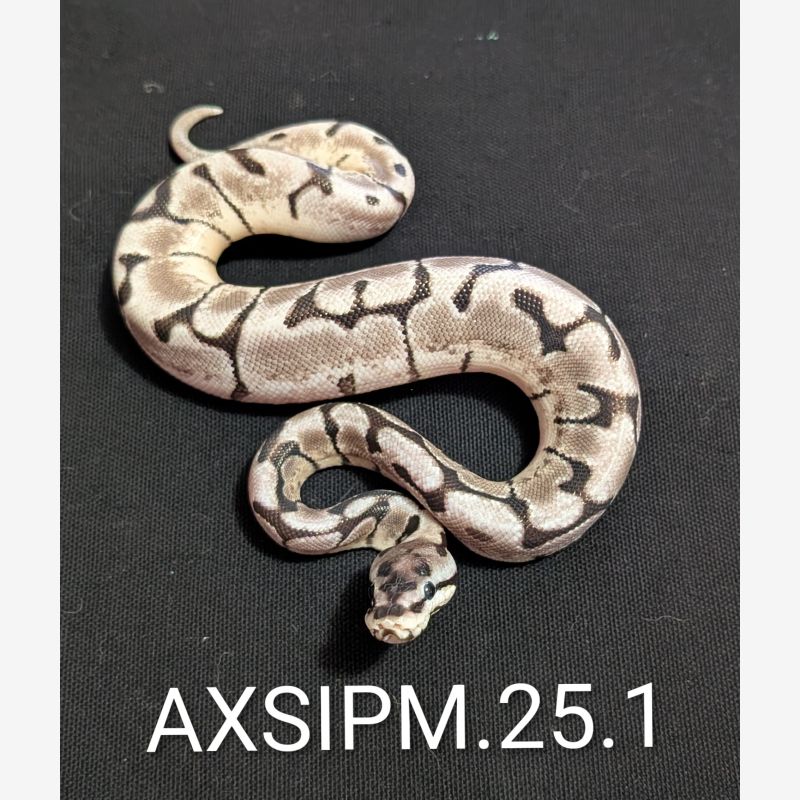 VPI Axanthic Bumblebee Male 