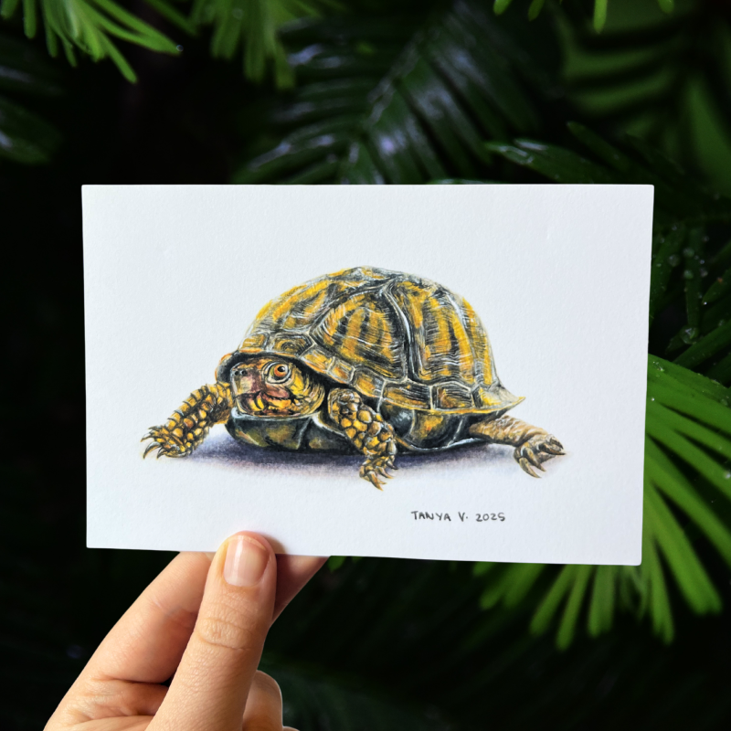 Common Box Turtle Print
