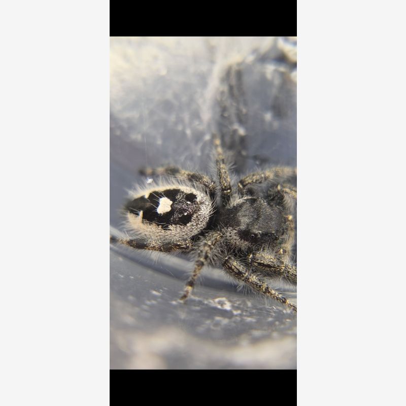 Opal- white bryantae female 