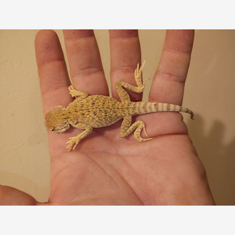 TOAD HEAD AGAMA