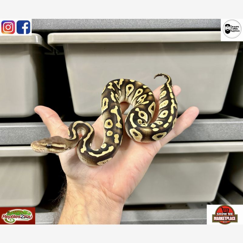 Pastel Mojave Chocolate Het Hypo poss het DG