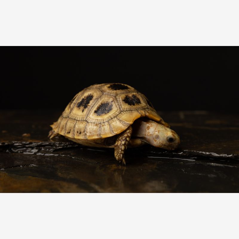 Elongated Tortoise