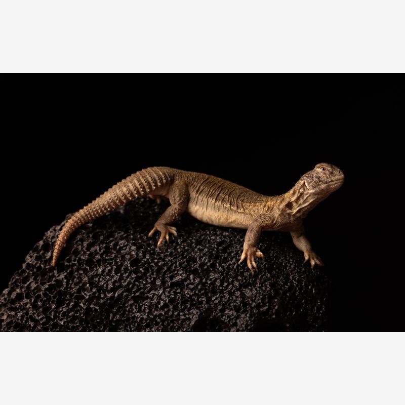 Hardwicks Uromastyx