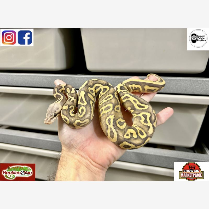 Super Pastel Leopard Hypo 50% Het DG (poss Chocolate poss YB)