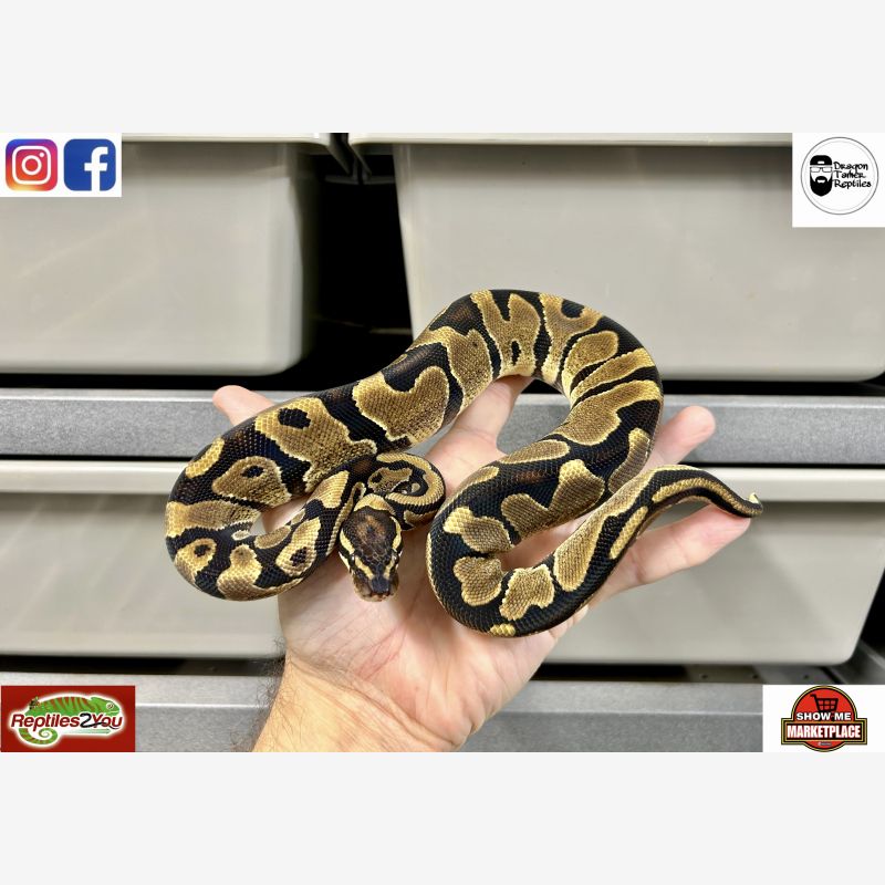 McKenzie Het Pied