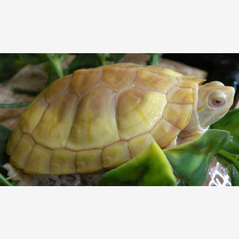 Albino Slider