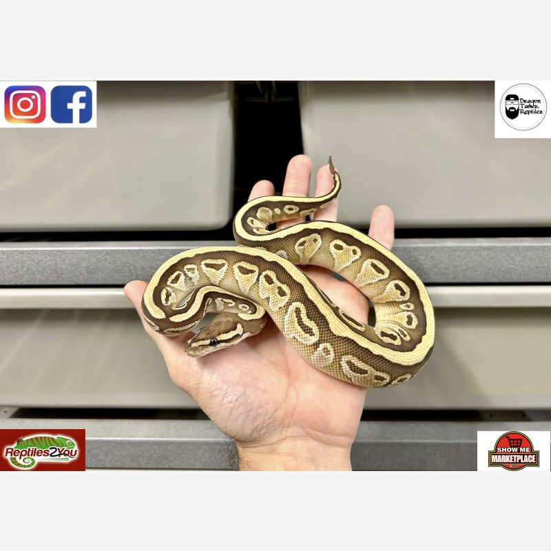 Lesser Dbl Het Genetic Stripe Clown