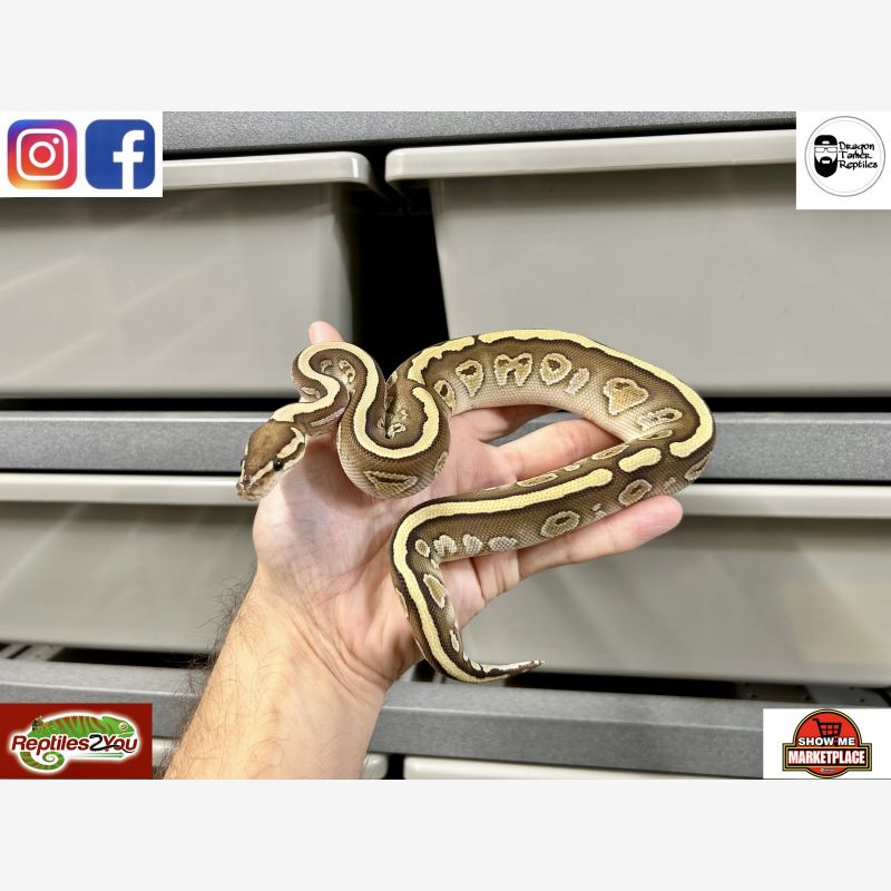Lesser Redstripe Dbl Het Genetic Stripe Clown 