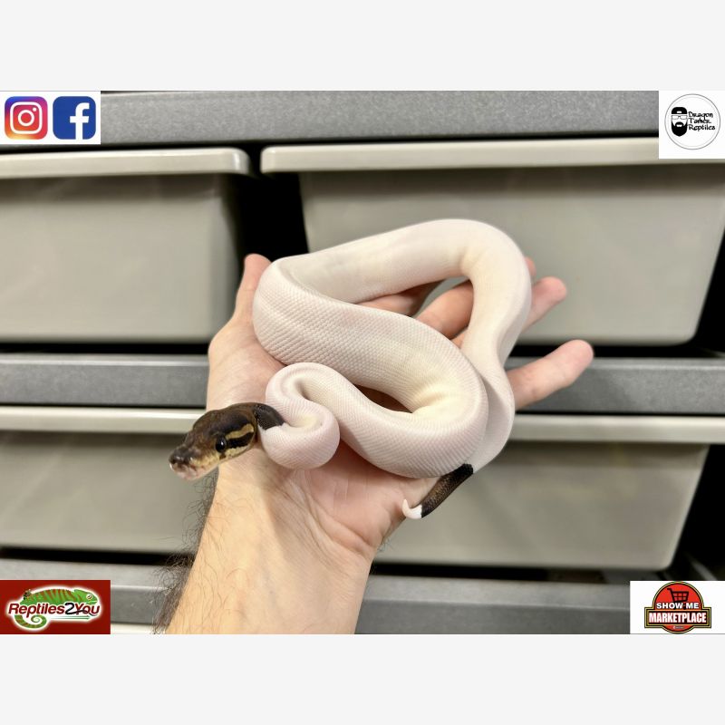 Black Pastel Pied Het Albino 