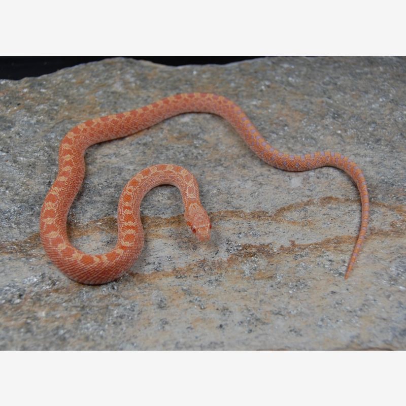 Kingsville Red Albino