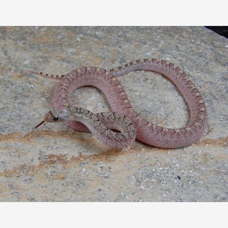 Whiteside 100% Albino