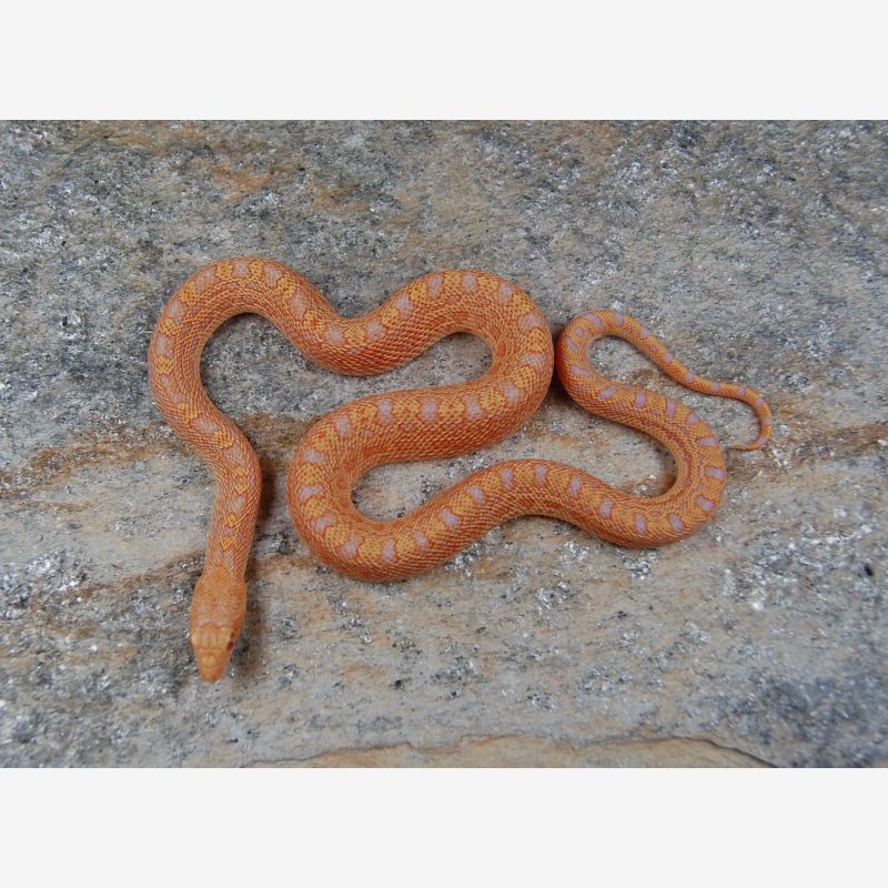 Hannum Hypo Albino 50% Whiteside Bullsnake