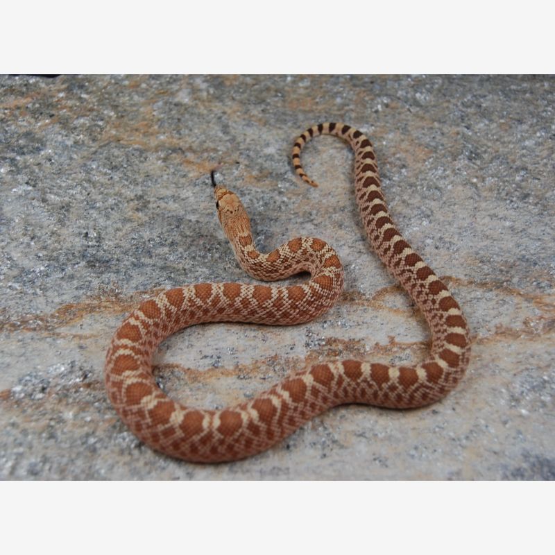 Hypo 100% Whiteside, Albino, Patternless