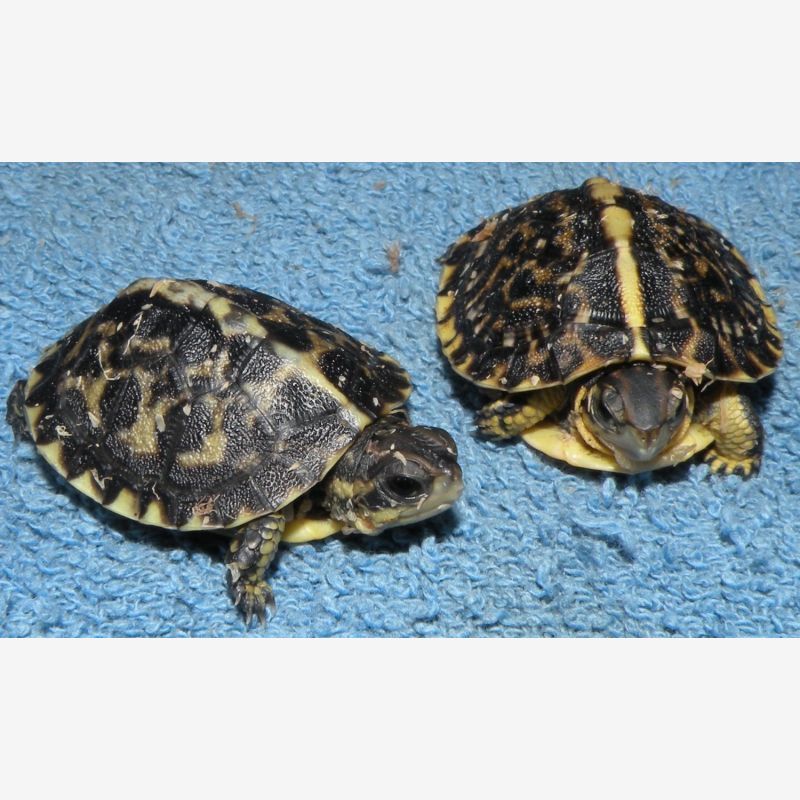 2024 CBH Florida Box Turtles