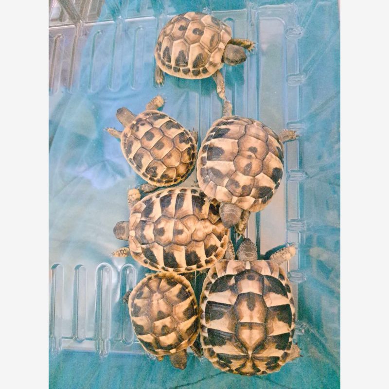 Eastern Hermanns tortoise