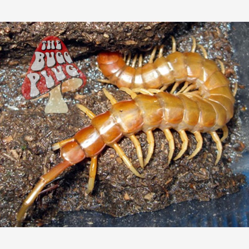 Scolopendra longipes - Florida Keys Giant Centipede