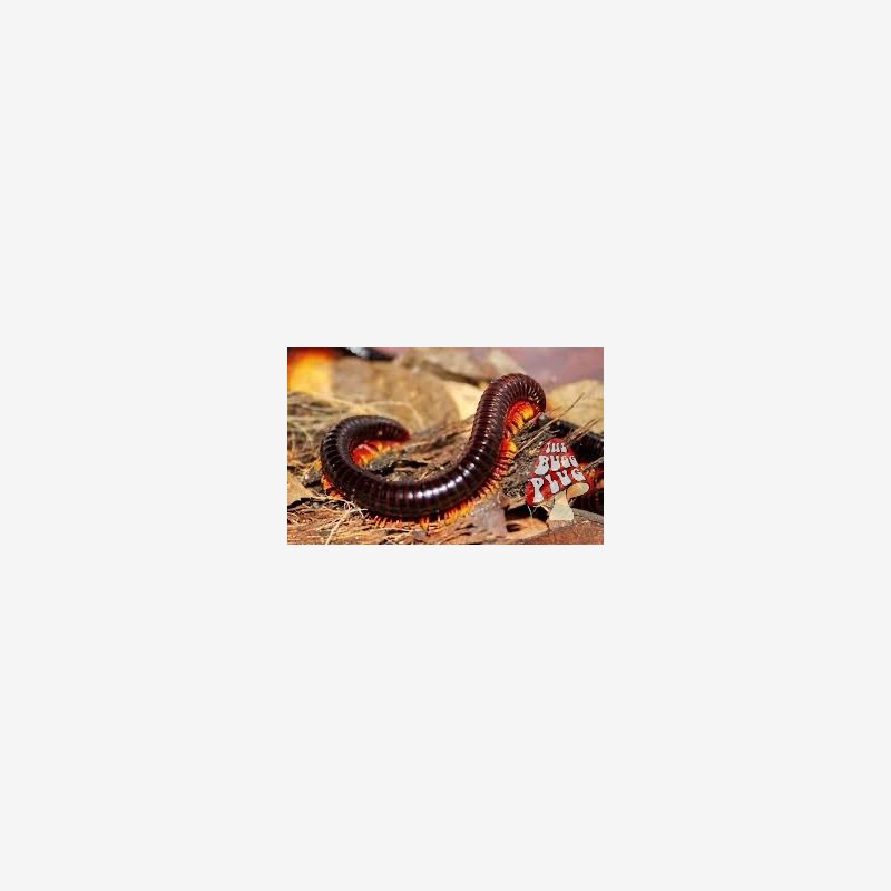 Flame Leg Millipede ~ Trigoniulus Macropygus