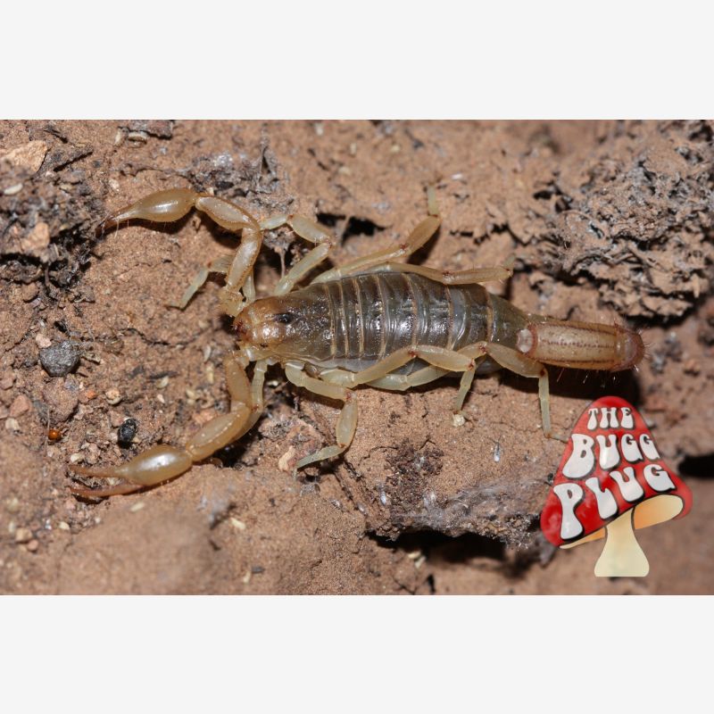 Paravaejovis spinigerus ~ Arizona Stripetail Scorpion