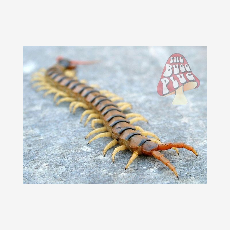 Scolopendra cingulata - Egyptian Rainbow Centipede