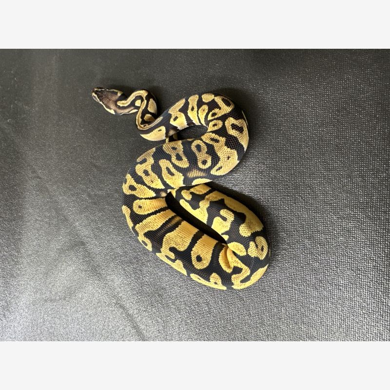 Pastel , Het Desert Ghost