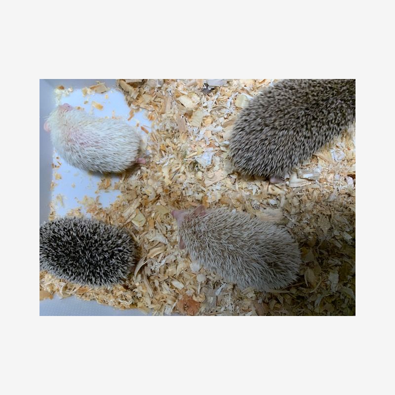 Hedgehogs