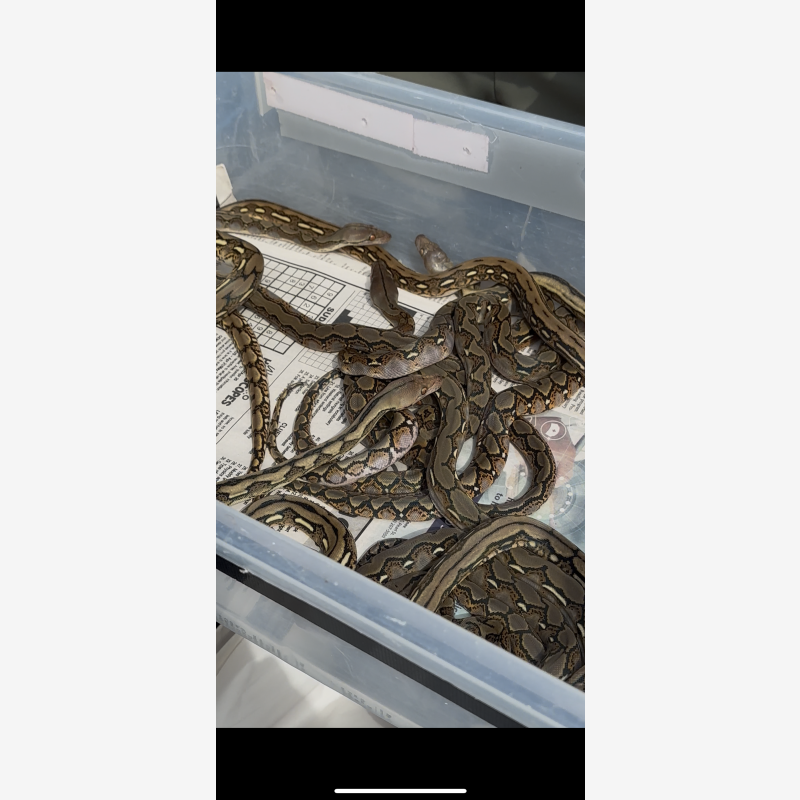 Snakes For Sale - Reptiles for Sale, Shows, and Expos