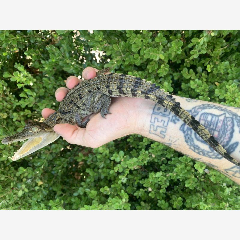 2025 morelets crocodile