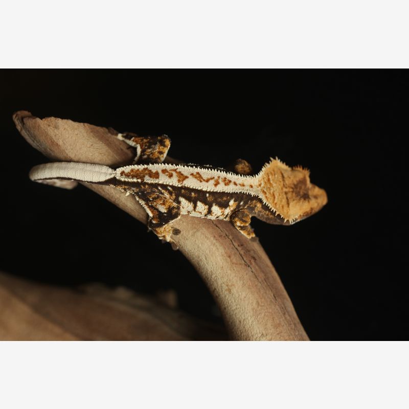 Contrasty Black Pin Male Crested Gecko