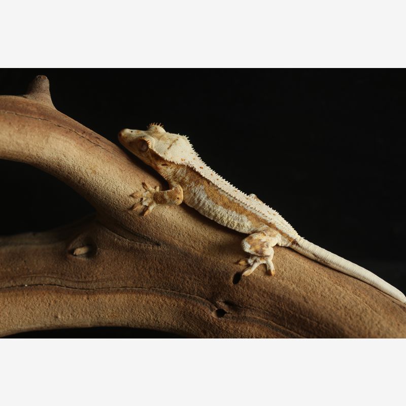 Yellow Lilly White Crested Gecko